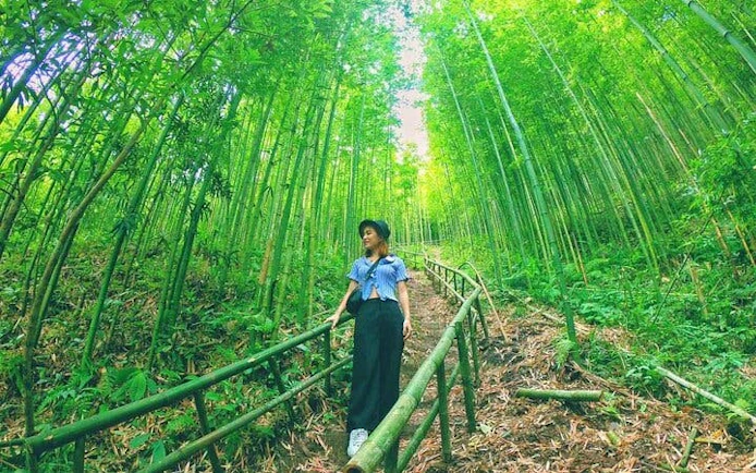 Traveler walking through lush bamboo forest on Sa Pa to Mu Cang Chai tour.