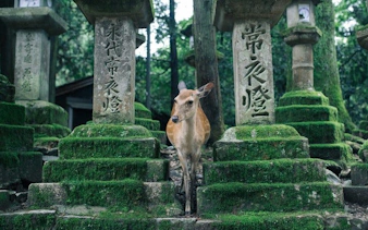 Deer standing among moss-covered stone lanterns at Nara temple, Japan.