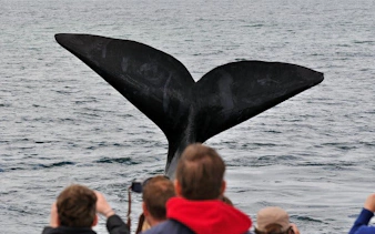 private hermanus whale watching boat tour and hemel-en-aarde wine tasting day trip from cape town-4