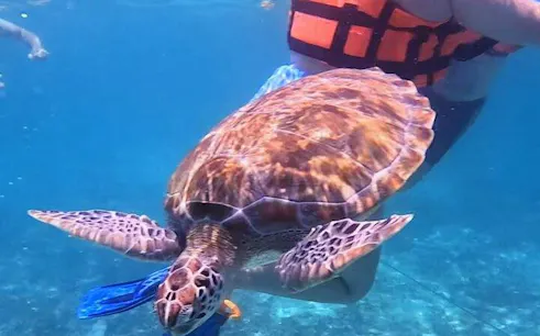 Snorkeler swimming with sea turtle in Tulum waters.