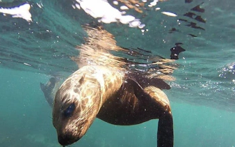 cape peninsula private tour with guided seal snorkeling at duiker island-4