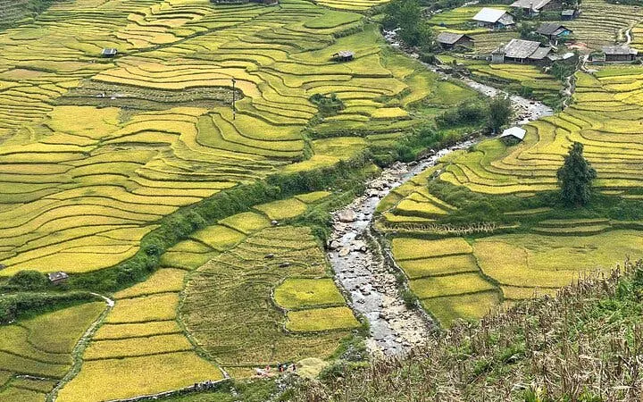 Terraced rice fields in Sapa with a stream and village houses in the background.