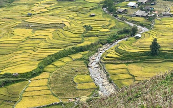 Terraced rice fields in Sapa with a stream and village houses in the background.