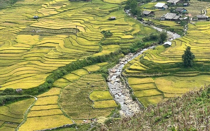 Terraced rice fields in Sapa with a stream and village houses in the background.