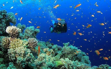 Scuba Diving and Snorkeling Trip in Side