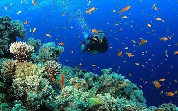 escursione di immersioni subacquee e snorkeling a side-5