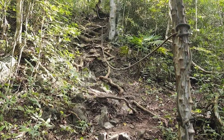 Hiking trail with tree roots and rope on St. Maarten's highest point path.