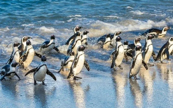 cape peninsula private tour with guided seal snorkeling at duiker island-8
