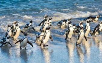 cape peninsula private tour with guided seal snorkeling at duiker island-8