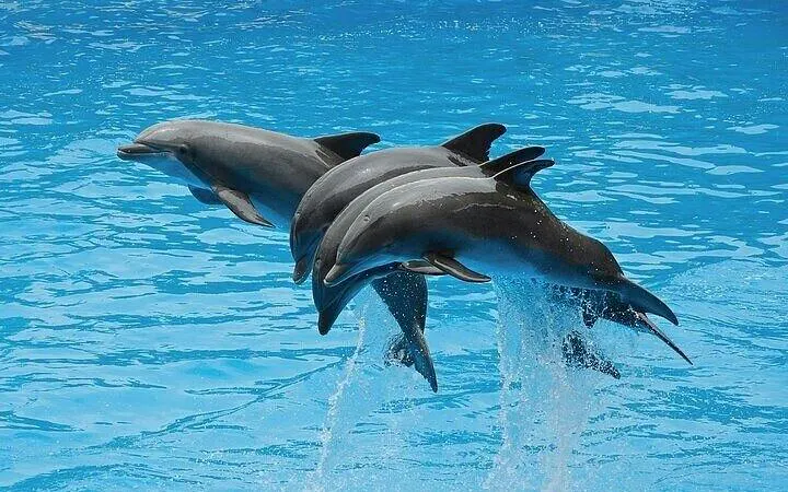 Dolphins leaping from water during swim experience in Sharm El Sheikh.