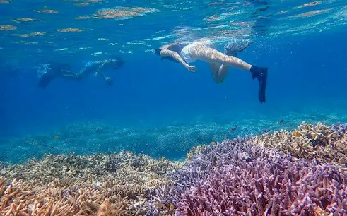 Snorkelers exploring coral reefs near Phantom Island, Ishigaki, Okinawa.