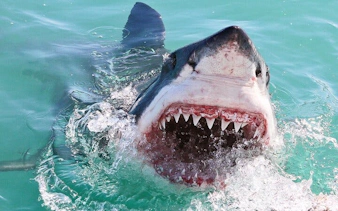 from cape town: shark cage diving and stony point penguins tour to gansbaai with transfers-4