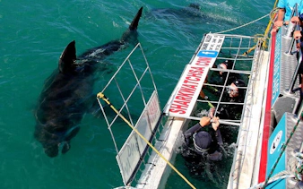from cape town: private shark cage diving boat tour to gansbaai with hotel transfers-3