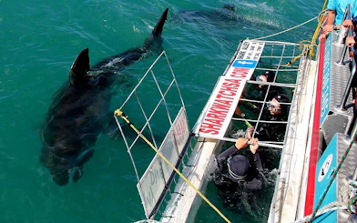 From Cape Town: Private Shark Cage Diving Boat Tour to Gansbaai with Hotel Transfers