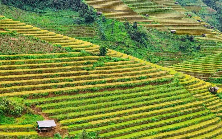 Terraced rice fields in Mu Cang Chai, Vietnam, showcasing lush green landscapes.