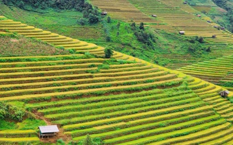 Terraced rice fields in Mu Cang Chai, Vietnam, showcasing lush green landscapes.