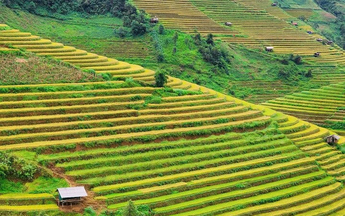 Terraced rice fields in Mu Cang Chai, Vietnam, showcasing lush green landscapes.