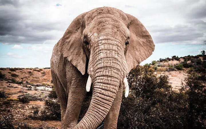 safari e tour naturalistico lungo la garden route da città del capo, con tappe a oudtshoorn e mossel bay-6