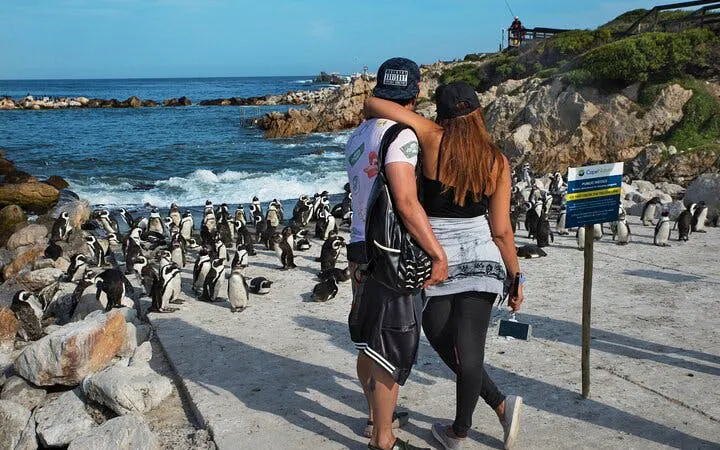 From Cape Town: Private Shark Cage Diving Boat Tour to Gansbaai with Hotel Transfers Image 10