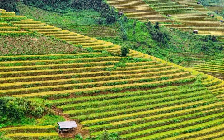 Terraced rice fields in Sapa, Vietnam, with lush greenery and small huts.