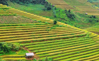 Terraced rice fields in Sapa, Vietnam, with lush greenery and small huts.