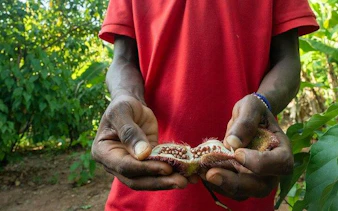 Hands holding spice seeds at a Zanzibar spice farm tour.