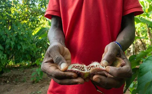 Hands holding spice seeds at a Zanzibar spice farm tour.