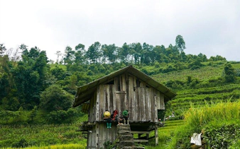 Wooden house in Muong Hoa Valley, Sapa, surrounded by lush green terraces.