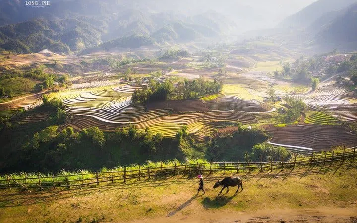 Terraced rice fields in Sapa with a person walking a buffalo along a path.