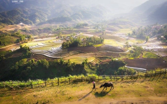 Terraced rice fields in Sapa with a person walking a buffalo along a path.