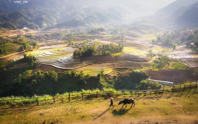 Terraced rice fields in Sapa with a person walking a buffalo along a path.