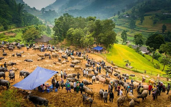 Bac Ha Market with people and livestock in a rural setting near Sapa, Vietnam.