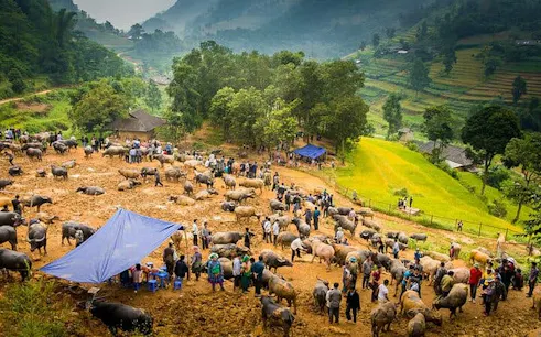 Bac Ha Market with people and livestock in a rural setting near Sapa, Vietnam.