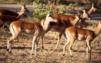johannesburg'dan kruger ulusal parkı kara safari turu: gün batımı vahşi hayvan gözlem turu ve yemekler dahil-7