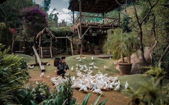 Local guide feeding ducks in Cat Cat Village, Sapa, with traditional wooden structures in the background.