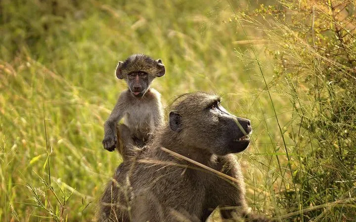 Chobe National Park Guided Safari with Game Drive, River Cruise, Transfers, and Lunch Image 10