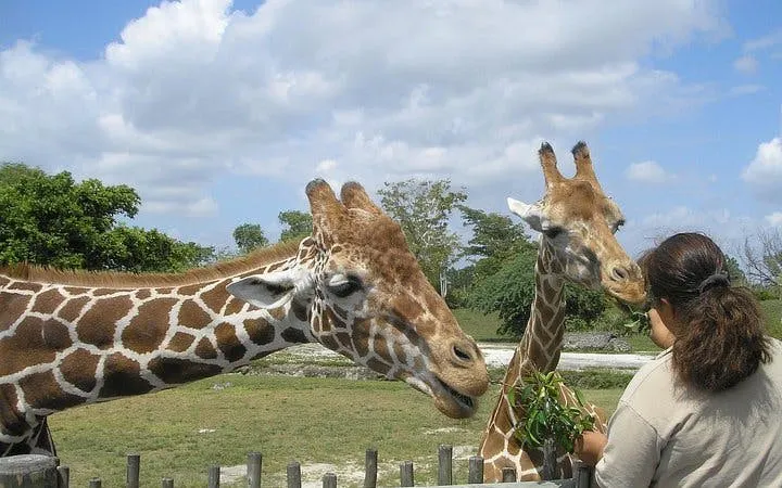 Cape Town Private Family Tour with Wine Tasting and Animal Encounters Image 7