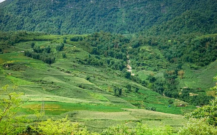 Sapa terraced rice fields and lush green hills in Vietnam.