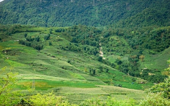 Sapa terraced rice fields and lush green hills in Vietnam.