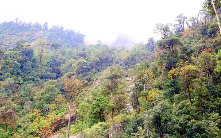 Sapa jungle landscape with dense greenery on the motorbike and trek route to Queen Bee Waterfall.