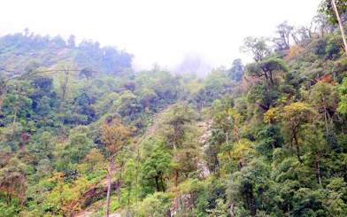 Sapa jungle landscape with dense greenery on the motorbike and trek route to Queen Bee Waterfall.