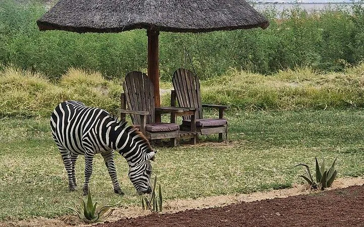 Zebra grazing near wooden chairs under a thatched umbrella in Arusha, Tanzania.