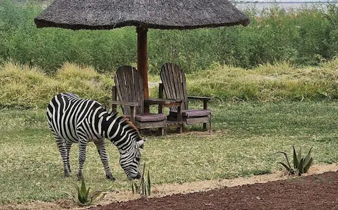 Zebra grazing near wooden chairs under a thatched umbrella in Arusha, Tanzania.