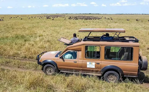 Safari vehicle observing wildebeest migration in Serengeti National Park, Tanzania.