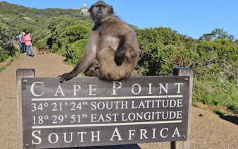 cape town table mountain, boulders beach penguins, and cape point guided group tour with hotel pickup-8
