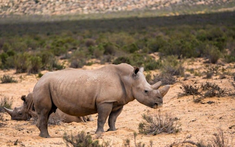 from cape town: aquila game reserve safari with transport, park fees, and lunch-5