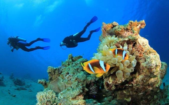 Scuba divers exploring coral reef with clownfish in Hurghada.