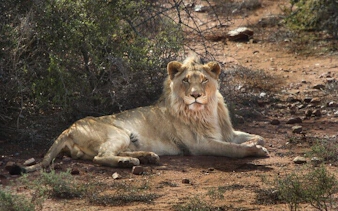 garden route safari and wildlife tour from cape town with oudtshoorn and mossel bay visits-4