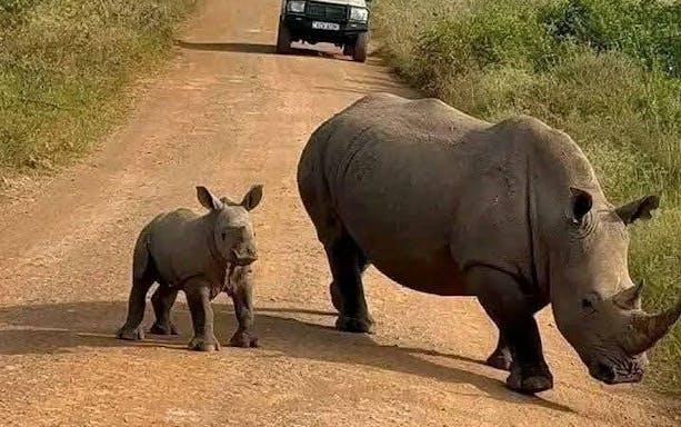 nairobi urban safari: half-day wildlife adventure-3