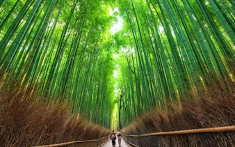 Arashiyama Bamboo Grove path with visitors, Kyoto UNESCO walking tour.